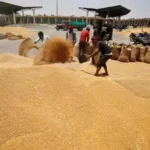 Govt fixes wheat procurement target at 34.15 million tones for 2023-24