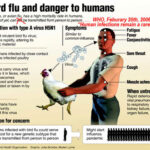 Bird flu outbreak in Kerala’s Alappuzha: Should you be concerned? Symptoms, prevention tips of H5N1 flu