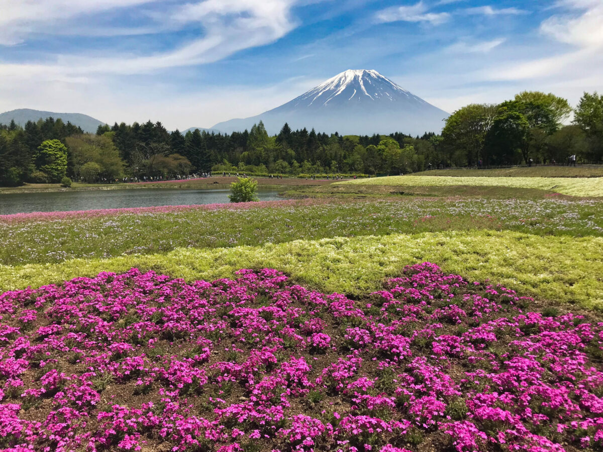 Japan town to block Mount Fuji view from troublesome tourists