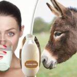 Money-Making Ideas: Donkey milk is no less than an ATM; earn up to ₹5,000 per liter. Here’s how to start the business.