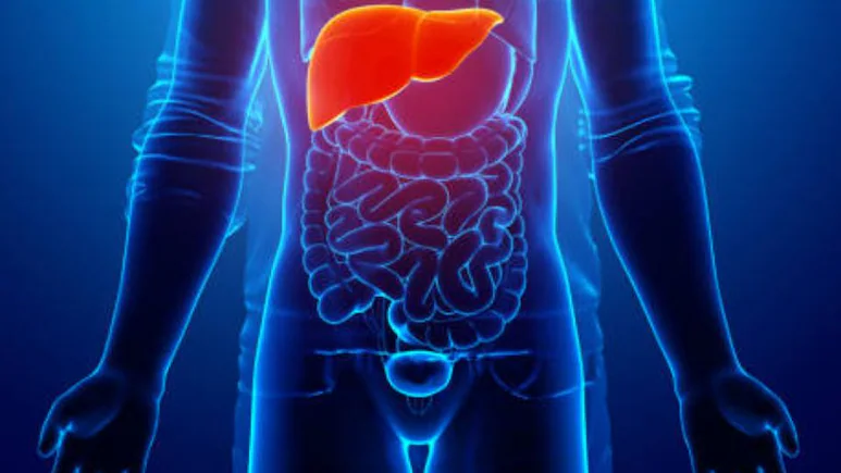 liver